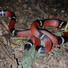 Lampropeltis polyzona