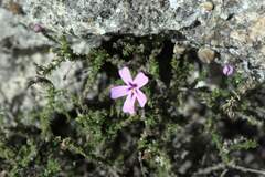 Jamesbrittenia calciphila