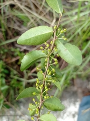 Xylosma flexuosa