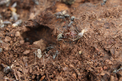 Anoplolepis custodiens