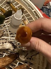 Cortinarius causticus