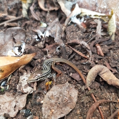 Aspidoscelis costatus