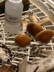 Cortinarius causticus