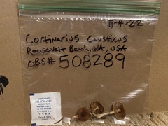 Cortinarius causticus