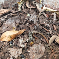 Aspidoscelis costatus