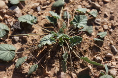 Erodium guttatum
