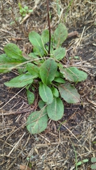 Rumex pulcher