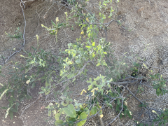 Varronia curassavica