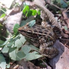 Lithobates magnaocularis