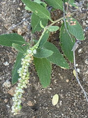 Varronia curassavica