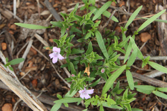 Acanthoideae