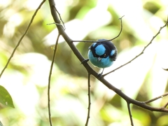 Dacnis lineata