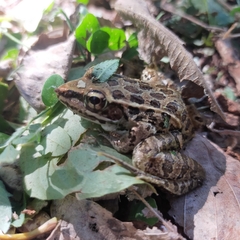 Lithobates magnaocularis
