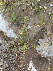 Passiflora pentaschista