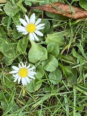 Bellis perennis
