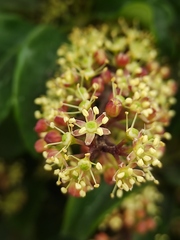 Pseudopanax arboreus
