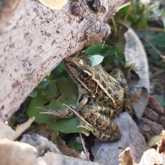 Lithobates magnaocularis