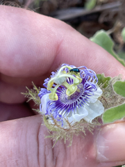 Passiflora pentaschista