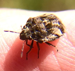 Sphyrocoris obliquus