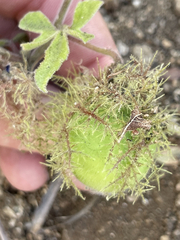 Passiflora pentaschista