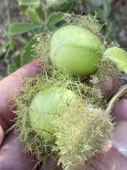 Passiflora pentaschista