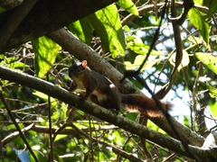 Sciurus granatensis