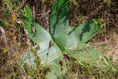 Brunsvigia orientalis