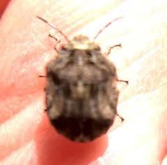 Sphyrocoris obliquus