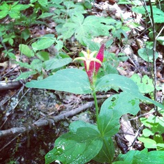 Spigelia marilandica