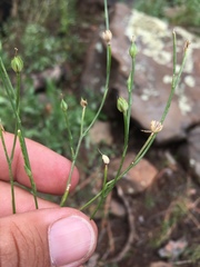 Linum australe
