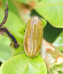 Calotheca