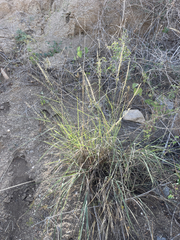Bouteloua reflexa
