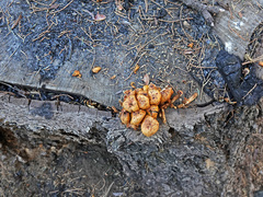 Pholiota
