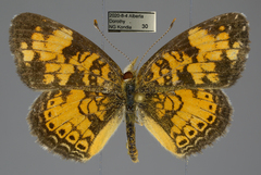 Phyciodes tharos orantain