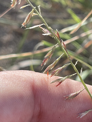 Bouteloua reflexa