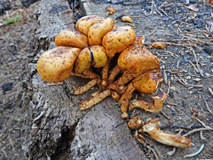 Pholiota
