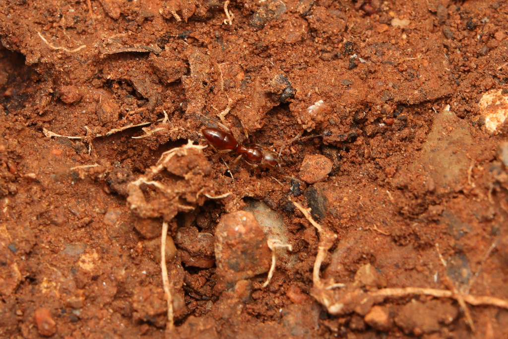 Xiphopelta