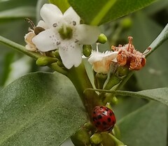 Harmonia axyridis