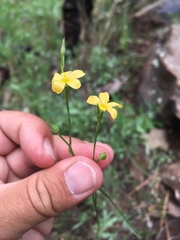 Linum australe