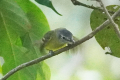 Pogonotriccus ophthalmicus