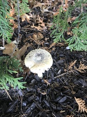 Amanita muscaria guessowii