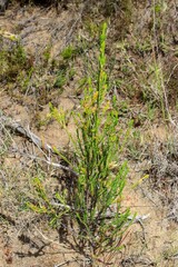 Passerina rigida