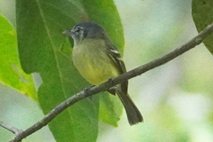 Pogonotriccus ophthalmicus