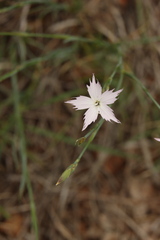 Dianthus mooiensis
