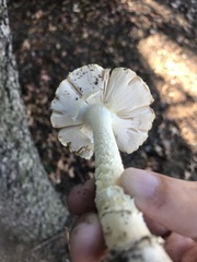 Amanita muscaria guessowii