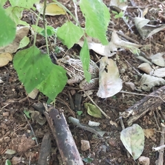 Lithobates forreri