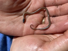 Tantilla relicta neilli