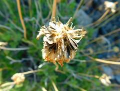 Encelia balandra