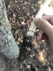 Amanita muscaria guessowii