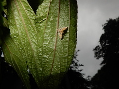 Paracymoriza cataclystalis